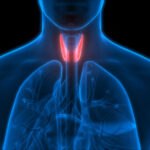 thyroid hormone synthesis