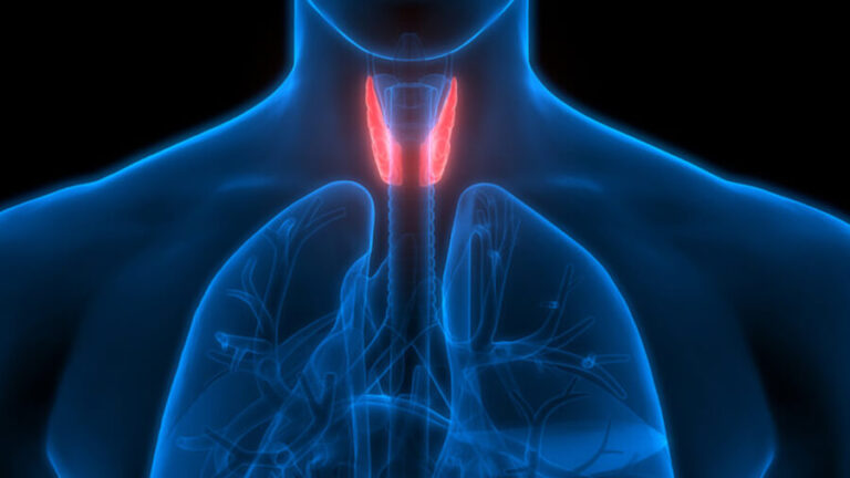 thyroid hormone synthesis