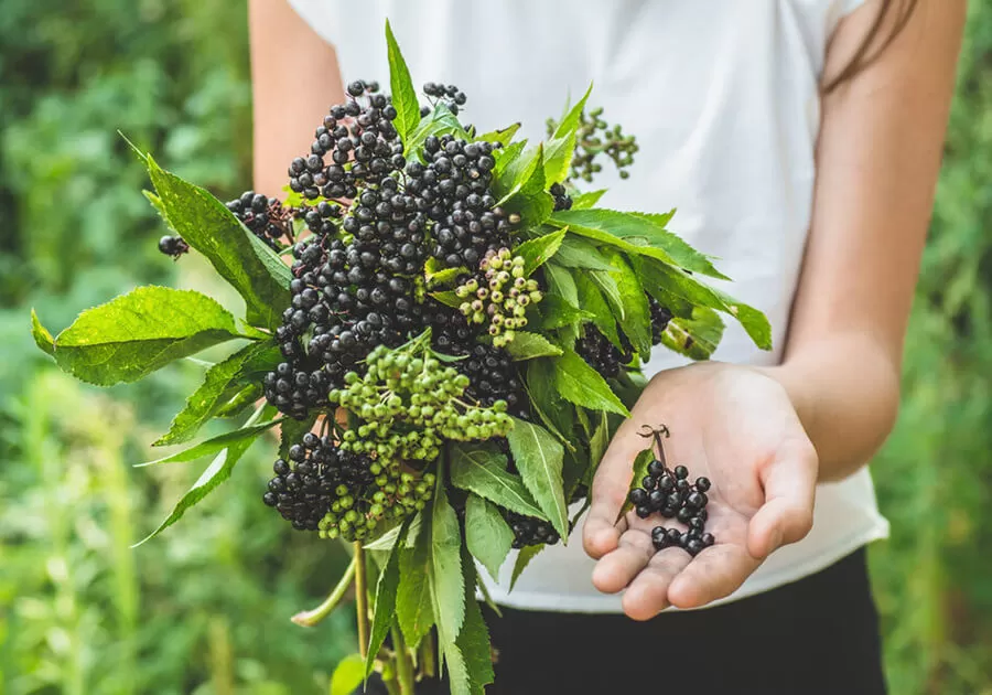 elderberry