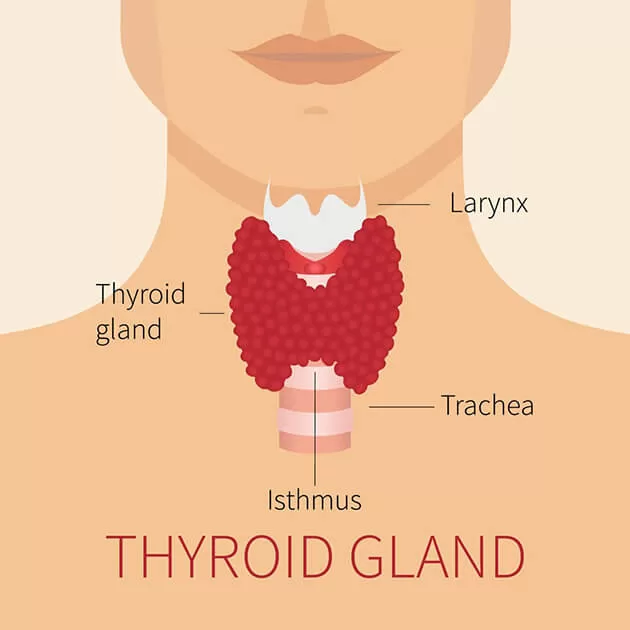 thyroid hormone
